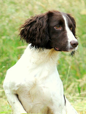 FTW Nantyhenparc Clovelly Of Hestmoor