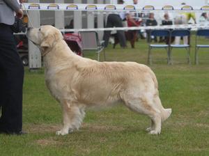 Bentley winning Champ Show June 2017