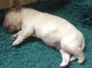 Previous chunky pup