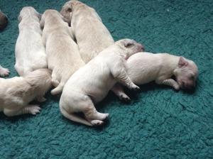 Previous Sleepy Puppies