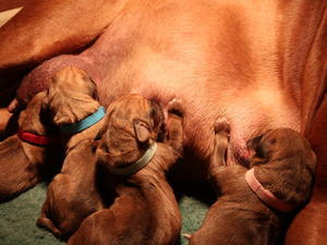TALULAHS PUPPIES