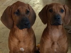 Buddy on the right