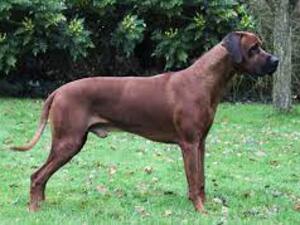 TRENSETTER RYDER