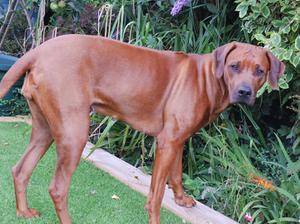 Nimefurahi Talisa (Buddy)