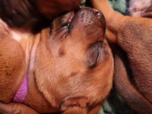 puppies