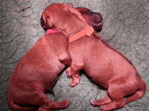 TALULAHS PUPPIES