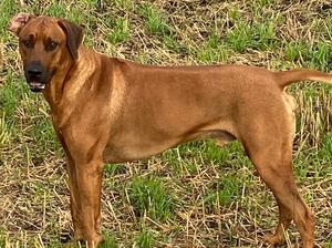 DYKUMOS SON OF WOOKIE (US IMP) BWANA