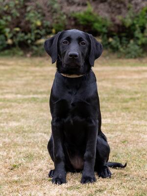 Onyx