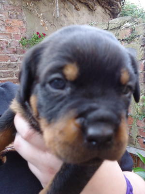Male Pup