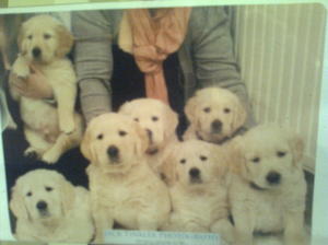 Millies first litter.