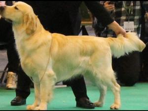 Frankie at Crufts 2017 where he gained 5