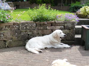 Ruby in our garden.