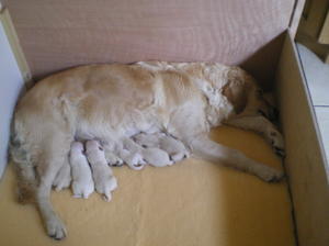 Millie feeding some of her pups