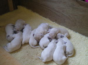 Millies pups
