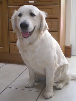 Ruby at home.