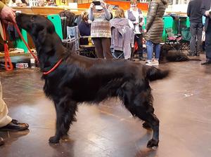 Hamish the sire at Crufts