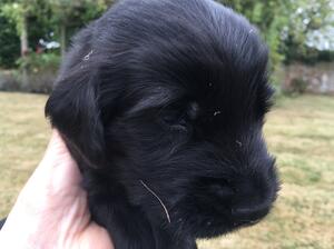 Such a cute puppy