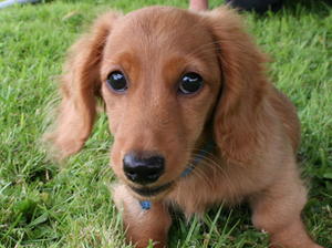 Pedigree Kc Registered Miniature Long Haired Dachshund Puppies In