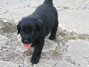 Puppy on first venture outside