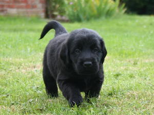 Puppy exploring the garden