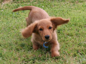 Pedigree Kc Registered Miniature Long Haired Dachshund Puppies In