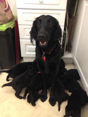 Mum with most of the puppies