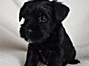 Black male