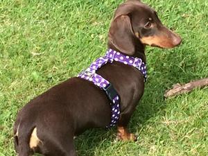 Storm Queen (Daphne)