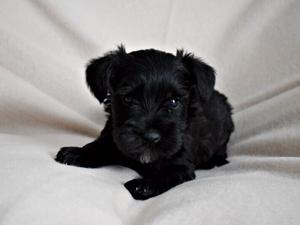 Black male