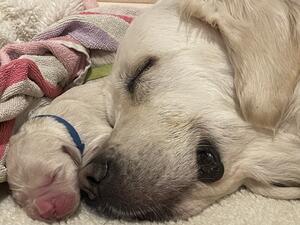 Stjerne sleeping with pup 2024