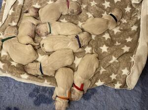 Stjerne's Litter 2024