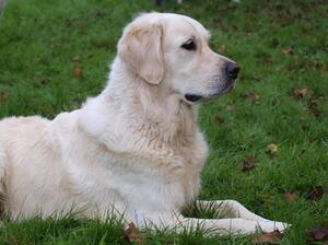 Asbjorn gundog training