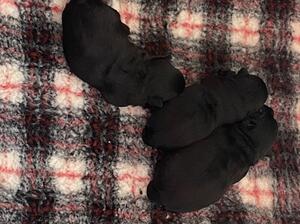 3 chunky males 3 weeks of age