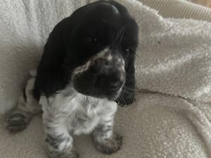 male pup available