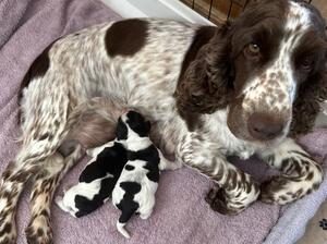 Jody & pups