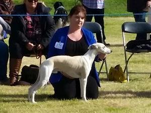 Riley in the Hound Group at Turriff