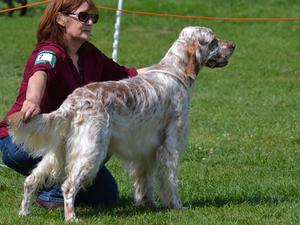RCC. National Gundog Ch Sh.