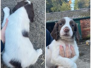Dog