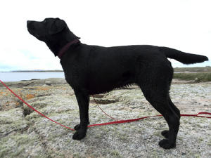 Ronja's been swimming in Co Galway