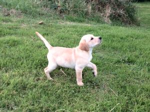 Yellow boy