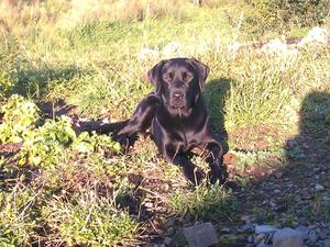 Ronja enjoying winter sunshine Nov 11