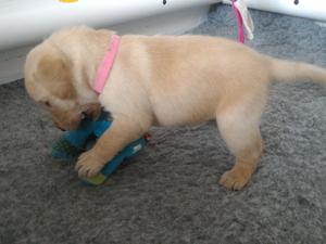 Yellow girl at 3 weeks old