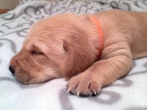 Oden at 2 weeks old