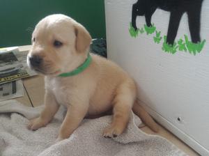 Yellow boy at 3 weeks old
