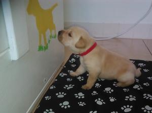 Yellow boy at 3 weeks old