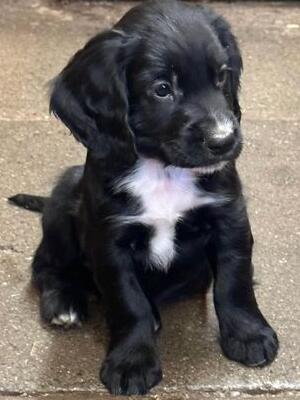 BLACK DOG PUPPY