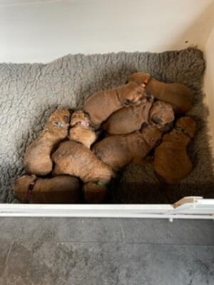 Pups