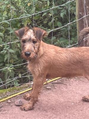 Flossie