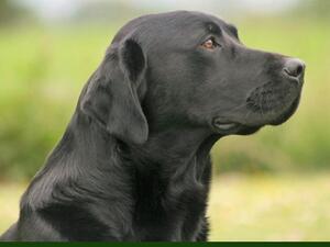 Sire - Fenway Tallin