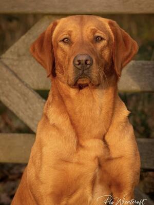 Sire (Brae)